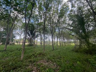 出售 土地 在 Takua Thung, Phangnga