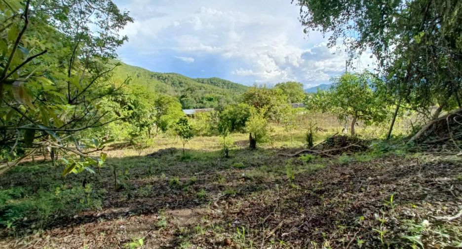 For sale land in Pai, Mae Hong Son