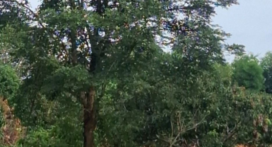 For sale land in Thoeng, Chiang Rai