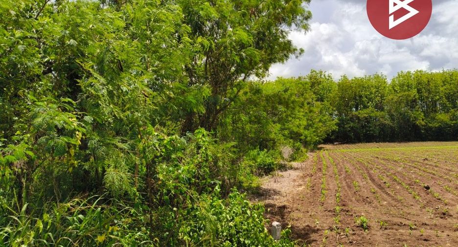 For sale land in Wang Nam Yen, Sa Kaeo