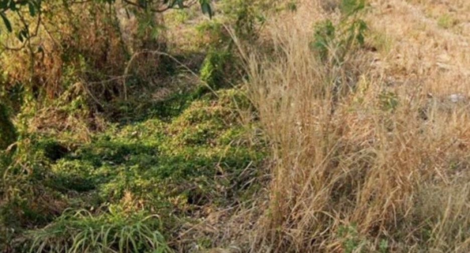 For sale land in Wang Nam Yen, Sa Kaeo