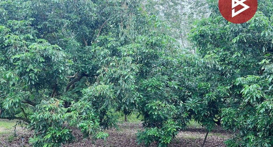 For sale land in Soi Dao, Chanthaburi