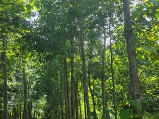 出售 土地 在 Bang Lamung, Chon Buri