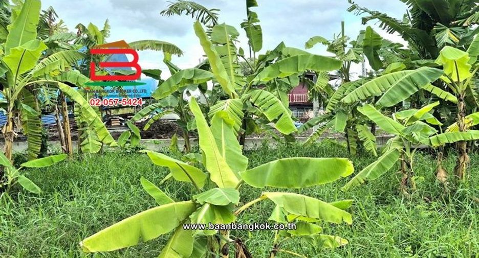 Аренда и продажа Участок в Mueang Pathum Thani, Патумтани
