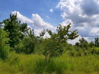 出售 土地 在 Nong Bua Daeng, Chaiyaphum