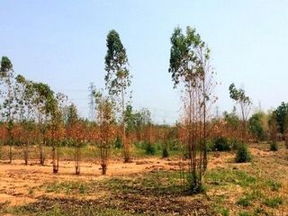 出售 土地 在 Nong Bua Daeng, Chaiyaphum