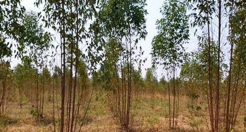 Продажа Участок в Nong Bua Daeng, Chaiyaphum