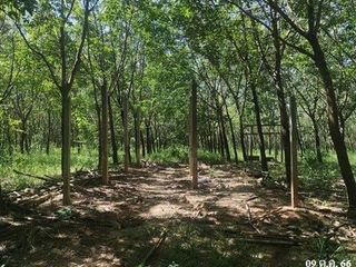 出售 土地 在 Mueang Bueng Kan, Bueng Kan