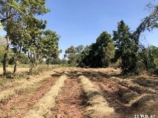 Grundstück zum Kauf in Chok Chai, Nakhon Ratchasima