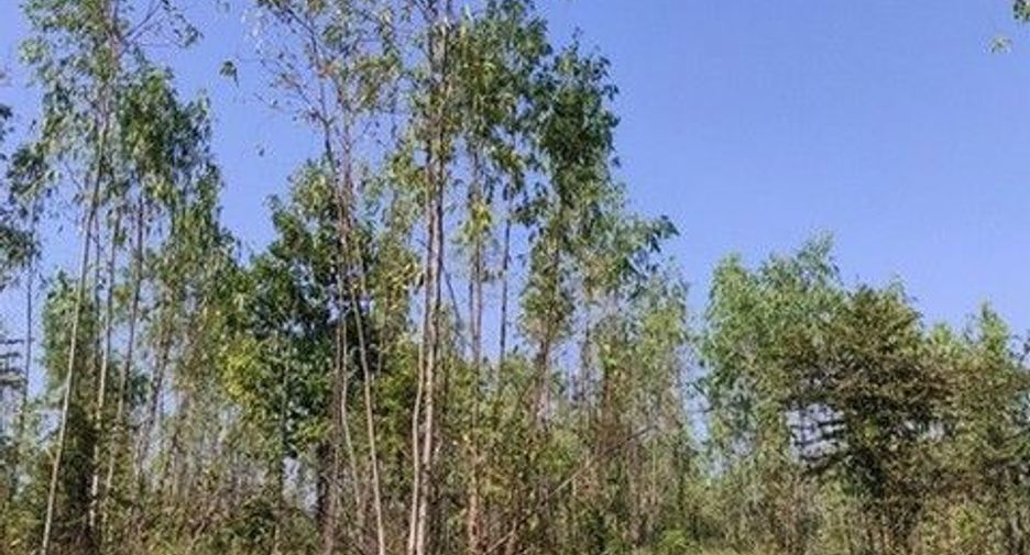 For sale land in Nong Bua Daeng, Chaiyaphum