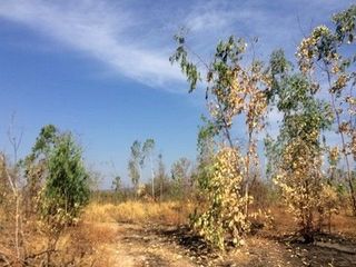 出售 土地 在 Nong Bua Daeng, Chaiyaphum