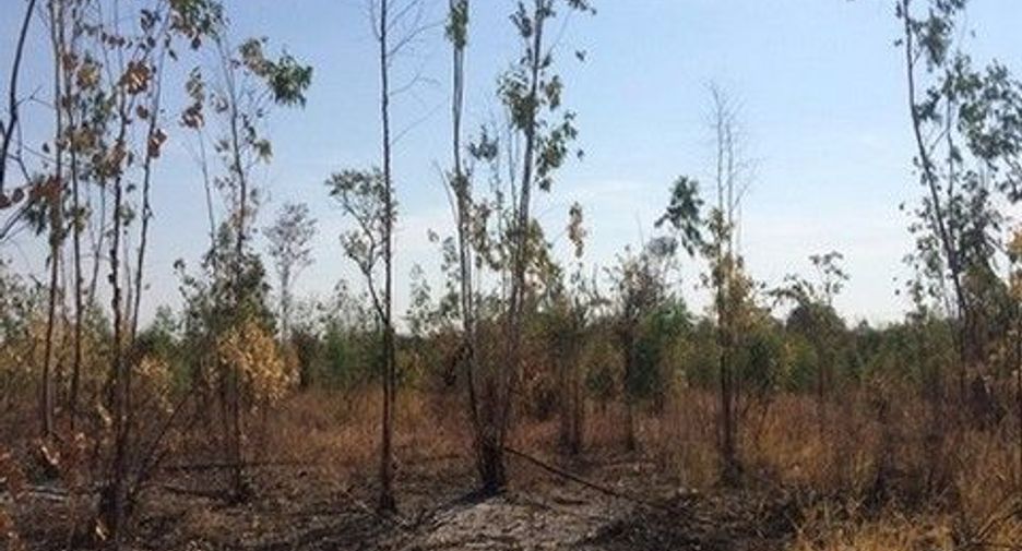 For sale land in Nong Bua Daeng, Chaiyaphum