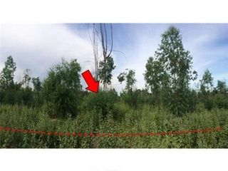 出售 土地 在 Nong Bua Daeng, Chaiyaphum