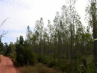 出售 土地 在 Nong Bua Daeng, Chaiyaphum