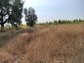 出售 土地 在 Nong Bua Daeng, Chaiyaphum