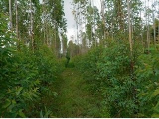 出售 土地 在 Nong Bua Daeng, Chaiyaphum