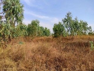 出售 土地 在 Nong Bua Daeng, Chaiyaphum
