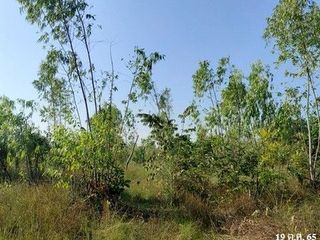 出售 土地 在 Nong Bua Daeng, Chaiyaphum