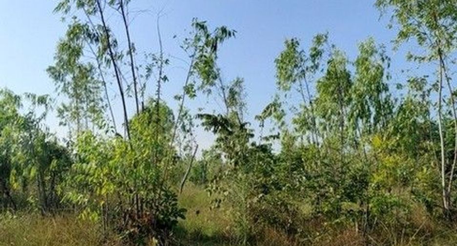 出售 土地 在 Nong Bua Daeng, Chaiyaphum
