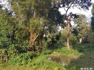 Продажа Участок в Loeng Nok Tha, Yasothon