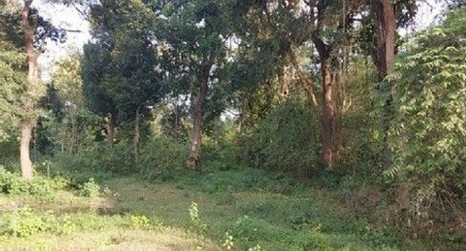 Продажа Участок в Loeng Nok Tha, Yasothon