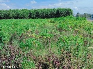 Продажа Участок в Loeng Nok Tha, Yasothon