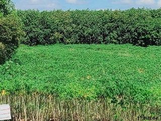 Продажа Участок в Loeng Nok Tha, Yasothon