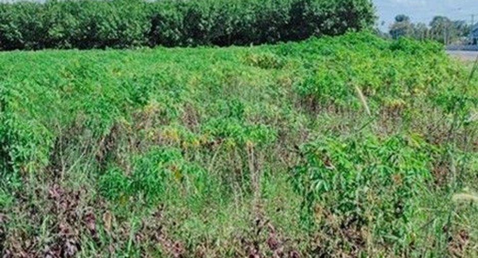 出售 土地 在 Loeng Nok Tha, Yasothon