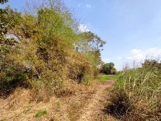 Продажа Участок в Loeng Nok Tha, Yasothon