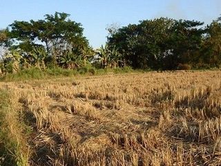 Продажа Участок в Mueang Nong Khai, Нонгкхай