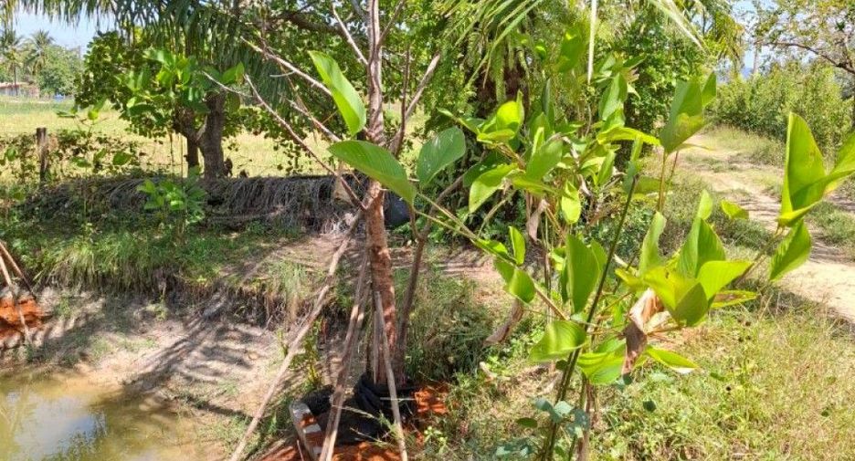 For sale land in Ko Lanta, Krabi
