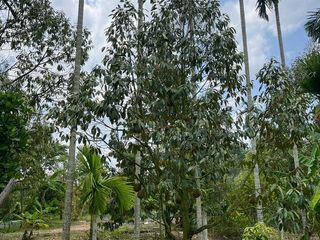 出售 土地 在 Klaeng, Rayong