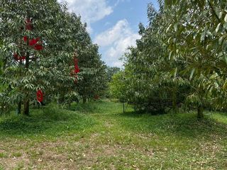出售 土地 在 Klaeng, Rayong