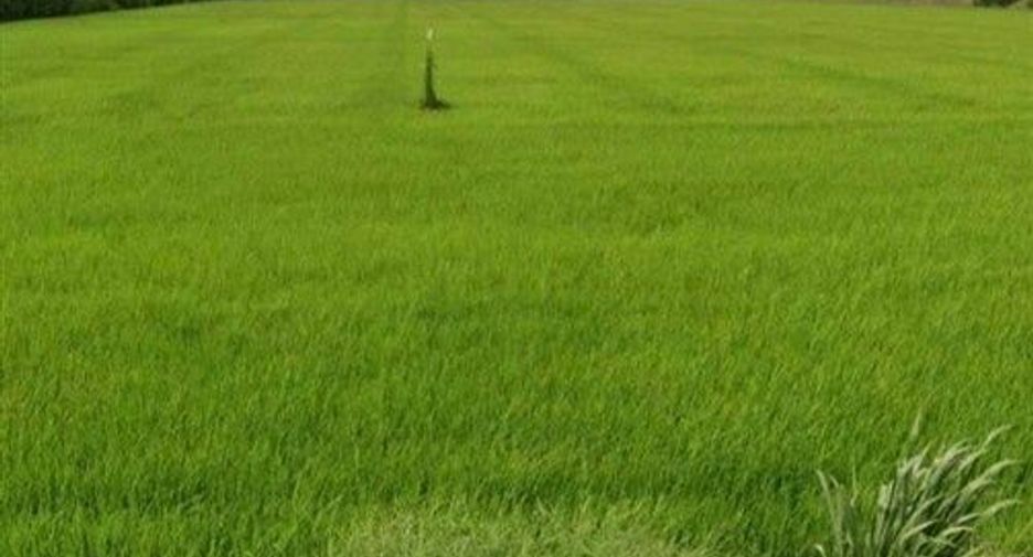 Продажа Участок в Lat Bua Luang, Phra Nakhon Si Ayutthaya