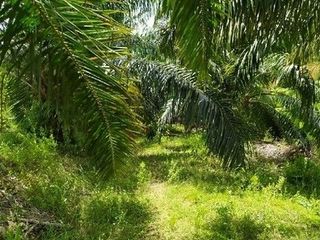 Продажа Участок в Хатъяй, Songkhla