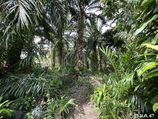 Продажа Участок в Mueang Phatthalung, Пхаттхалунг