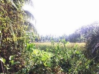 ขาย ที่ดิน ใน พรหมคีรี, นครศรีธรรมราช