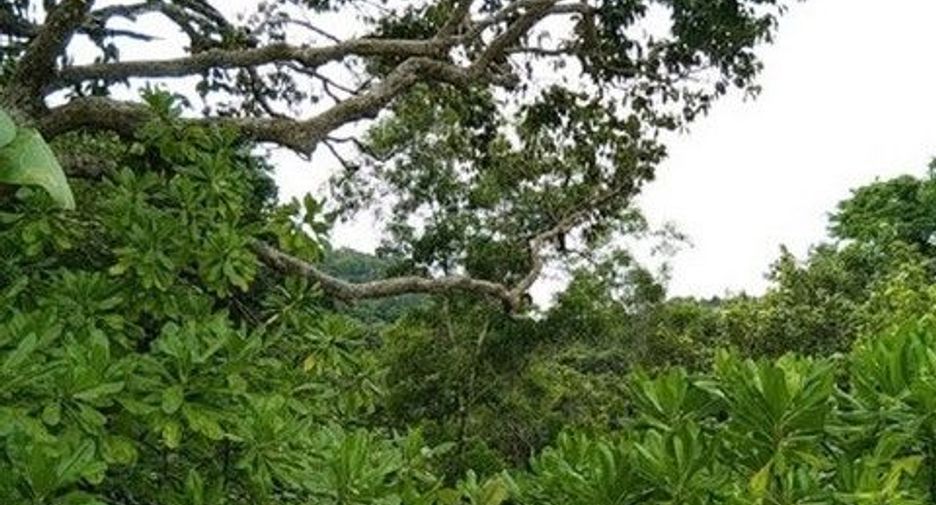 For sale land in Kapong, Phang Nga
