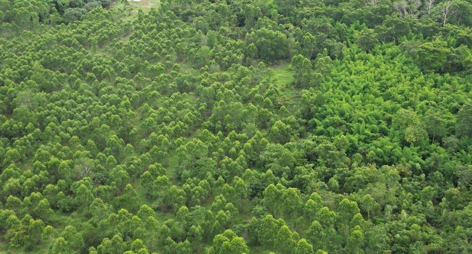 出售 土地 在 Pak Phli, Nakhon Nayok