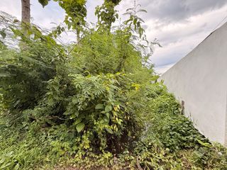 For rent land in Saraphi, Chiang Mai