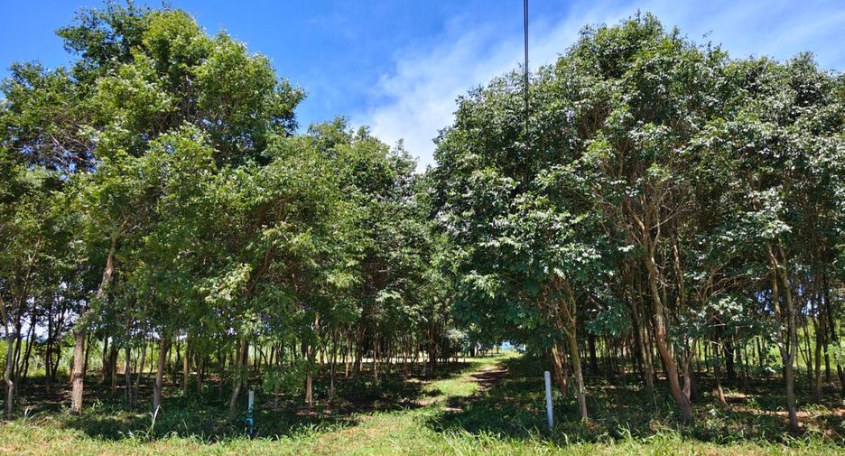 For sale land in Ban Kha, Ratchaburi