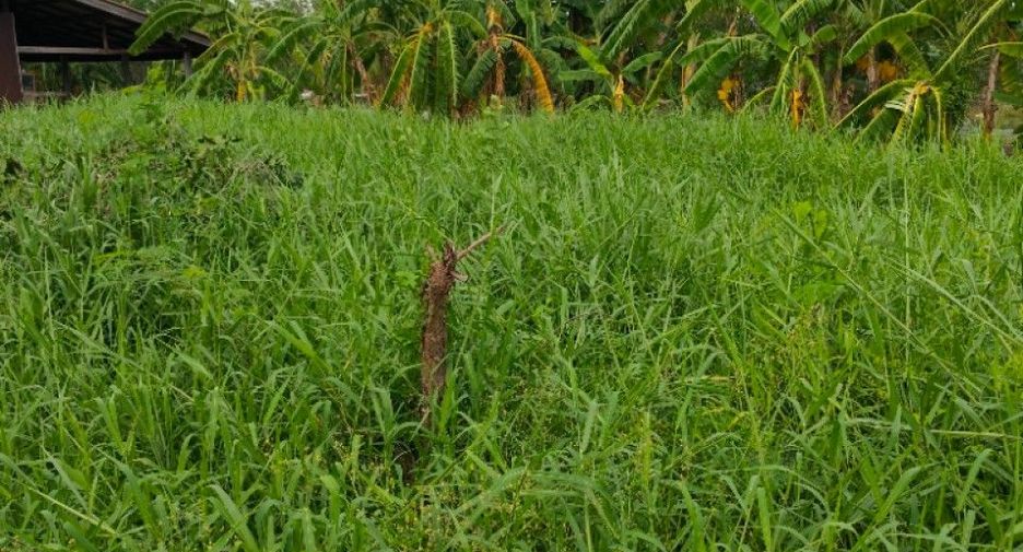 For sale land in Bang Phli, Samut Prakan