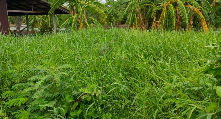 For sale land in Bang Phli, Samut Prakan
