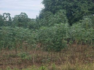 Grundstück zum Kauf in Sattahip, Chonburi