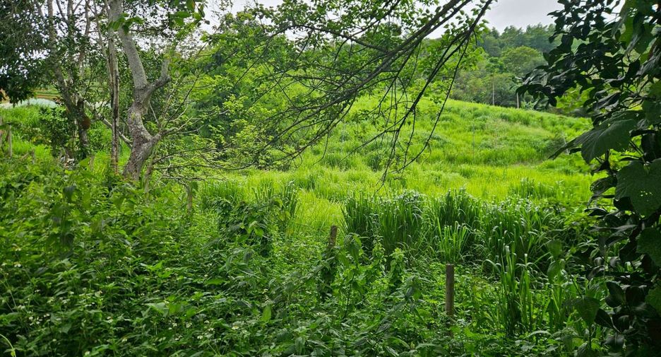 For sale land in Mae Rim, Chiang Mai