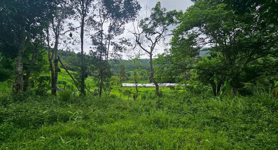 For sale land in Mae Rim, Chiang Mai