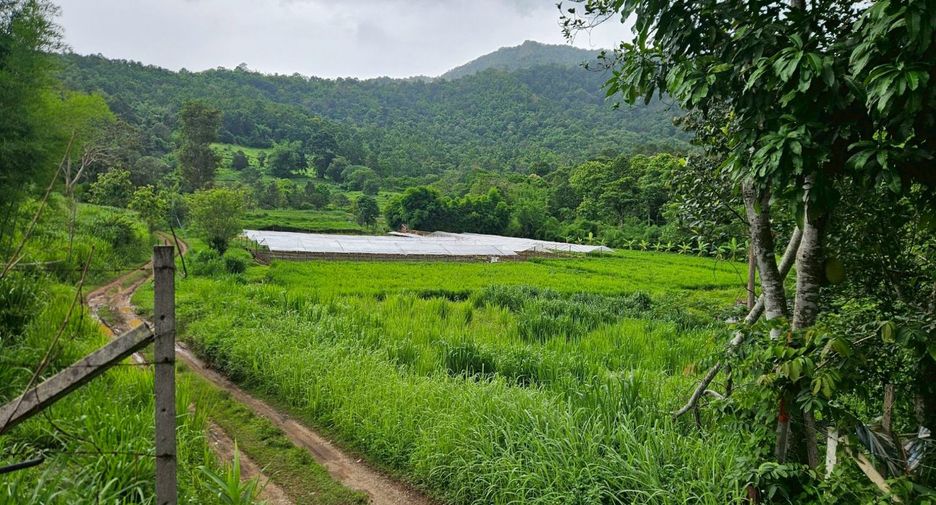 For sale land in Mae Rim, Chiang Mai