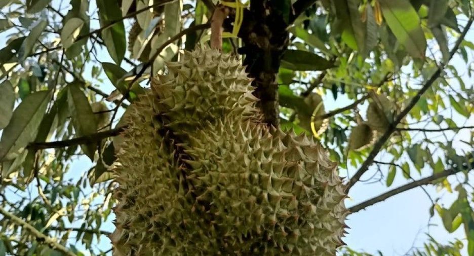 Grundstück zum Kauf in Ban Khai, Rayong