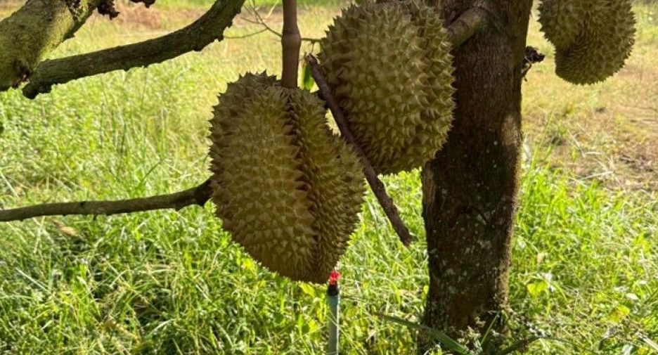 Grundstück zum Kauf in Ban Khai, Rayong