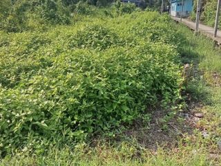 For sale land in Mueang Samut Prakan, Samut Prakan
